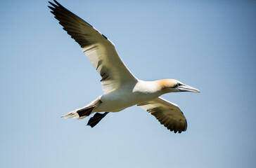 Obraz premium gannets in flight