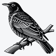 American Robin line art White background illustration Generative Ai.