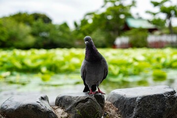 鎌倉2505　鶴岡八幡宮1　源氏池