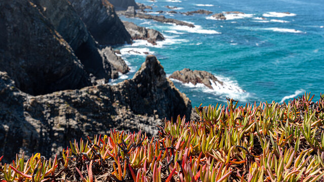 Chilean doca plant growing along the coast