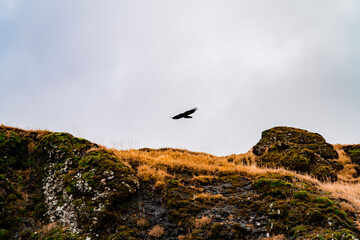 Fototapeta premium Wild bird in nest, Iceland