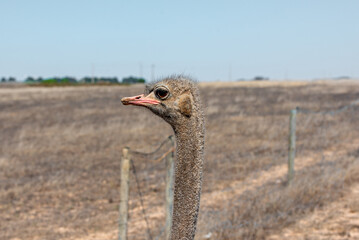 Curious gaze of an ostrich looking at the camera