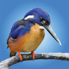 Vibrant Kingfisher Perched on a Branch