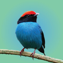 Vibrant Blue Bird with Red Cap Perched on a Branch