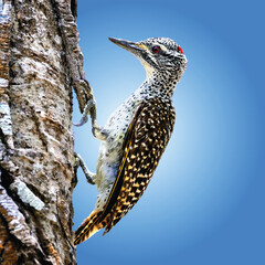 A colorful woodpecker perched on a tree trunk against a bright blue sky.
