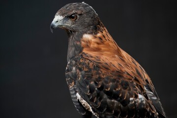 The Variable Hawk (Geranoaetus polyosoma).