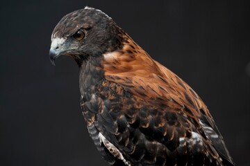 The Variable Hawk (Geranoaetus polyosoma).
