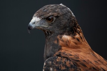 The Variable Hawk (Geranoaetus polyosoma).