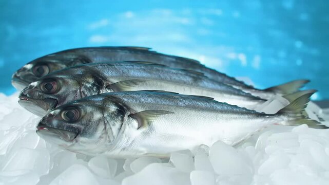 Three whole mackerel, fresh and silvery, on a bed of ice against a cool azure backdrop.