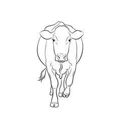 Cow Illustration - Front View Line Art