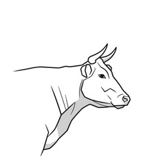 Cow Illustration: Simple Line Art of a Bovine Head