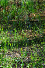 Plantes aquatiques en bordure d&rsquo;&eacute;tang au printemps