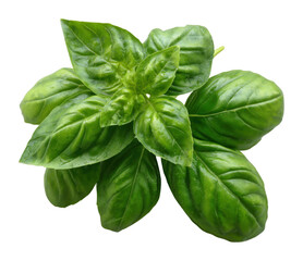 Harvesting fresh basil leaves kitchen garden food natural lighting isolated on transparent background