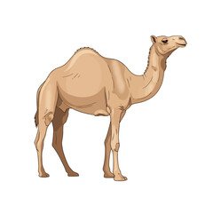 Single Hump Camel Illustration on White Background