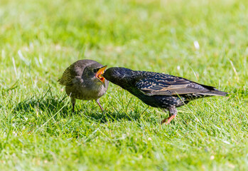 Common Starling baby bird 
