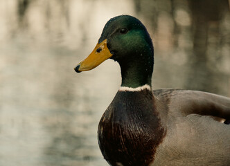 Close up of a duck