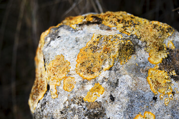 Close-up of yellow lichen on weathered rock surface in natural setting
