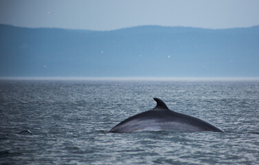 whale