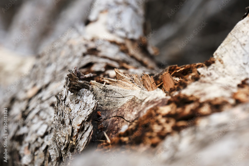Poster closeup of weathered tree bark with detailed texture and natural patterns