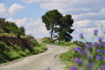 Serene countryside path with tree and lavender under blue sky