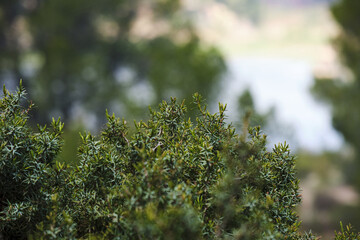 Lush greenery with soft natural bokeh in tranquil outdoor setting