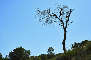 Isolated bare tree against clear blue sky in serene landscape