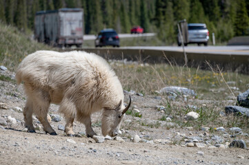 Fototapeta premium Mountain Goat (Oreamnos americanus) grazing beside a highway in Kootenay National Park, British Columbia