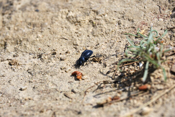 Black beetle exploring dry soil landscape with sparse vegetation