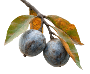 Harvesting persimmons fresh fruit picking orchard nature view isolated on transparent background