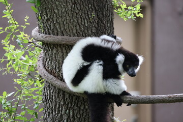 Black and white lemur on tree branch