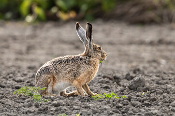 Wild rabbit eating grass in a natural field during sunset.