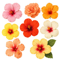 Set of colorful flowers on a white background