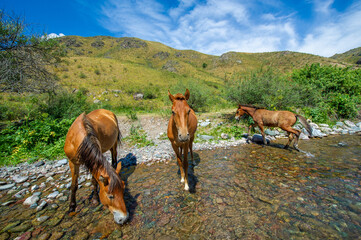 The horses gathered near the river to quench their thirst. Beautiful nature: horses drink from the...