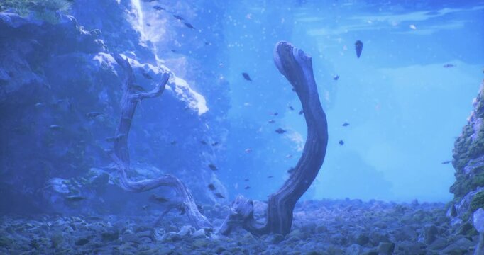 An eel rises from the rocky seabed, surrounded by bubbles and sunlight filtering through the water. The environment is vibrant and teeming with aquatic life.