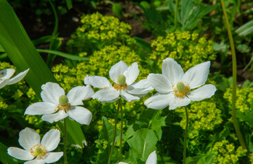 Anemonoides nemorosa woody anemone is an early spring flowering plant from the ranunculaceae family Ranunculaceae, anemone, thimble and fox scent.