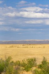 Fototapeta premium prairie, plain, desert. Endless horizons of golden sand dunes bask in the warm glow of the setting sun, casting a mesmerizing spell on all who wander through. SerenityIn The Desert