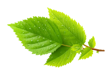 Vibrant Green Sprig with DewKissed Leaves
