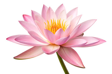 Beautiful pink lotus flower blossom on transparent background