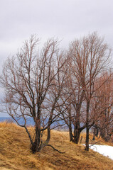 Yellow fields with withered grass create a sharp contrast with the last snow of winter. The trees stand bare and leafless. Waiting for the arrival of spring warmth