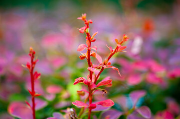 Decorative barberry. Adds a pop of color to any garden or landscape. A plant option that does not require special care. It is drought tolerant and adapts to various soil types.