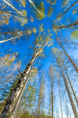 A beautiful photo of a birch forest in early spring. The tops of the trees are captured against a clear blue sky. Nature-inspired artwork to decorate your home or office.