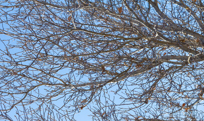 Fototapeta premium Autumn leaves on the branches of trees. In every change, in every falling leaf, there is some pain, some beauty. This is how new leaves grow