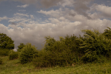 storm clouds over the forest
