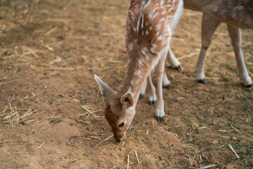 Deers in daylight, young and adult, Greece
