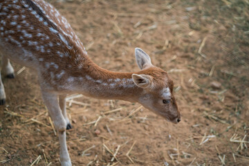 Deers in daylight, young and adult, Greece
