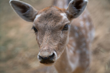 Deers in daylight, young and adult, Greece