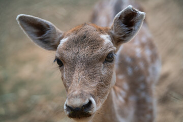 Deers in daylight, young and adult, Greece