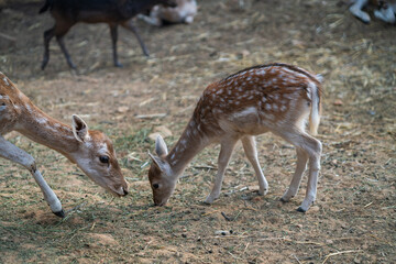 Deers in daylight, young and adult, Greece