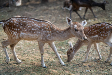 Deers in daylight, young and adult, Greece