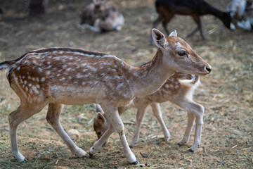 Deers in daylight, young and adult, Greece